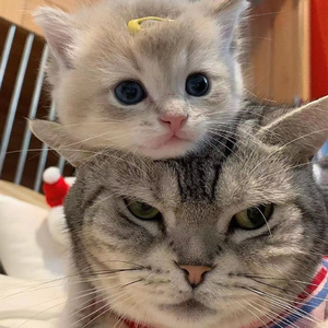 欧美丰满肥臀大波ass
